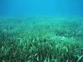 Istnienie łąk podmorskich jest zagrożone ze względu na zanieczyszczenie wód i zmiany klimatyczne.
źródło: http://search.usa.gov/search/images?affiliate=oceanservice.noaa.gov&amp;query=seagrass